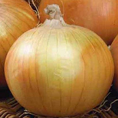 Texas Early Grano Onion Seeds - Big, Sweet & Tasty (200 Seeds) for Home Gardening, Cooking & Fresh Salads