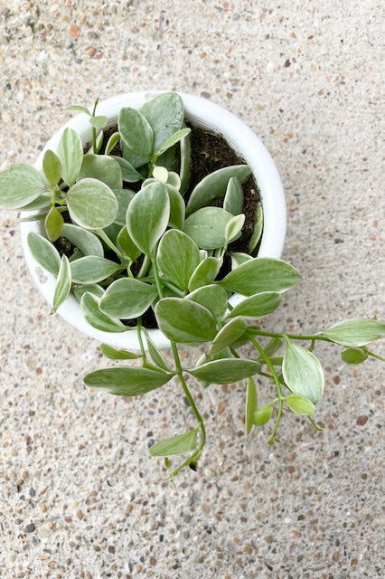 Dischidia oiantha 'White Diamond' - 4.5 Inch Hanging Succulent Plant for Home Decor, Office, and Indoor Gardens | Perfect for Terrariums, Living Walls, and Plant Lovers