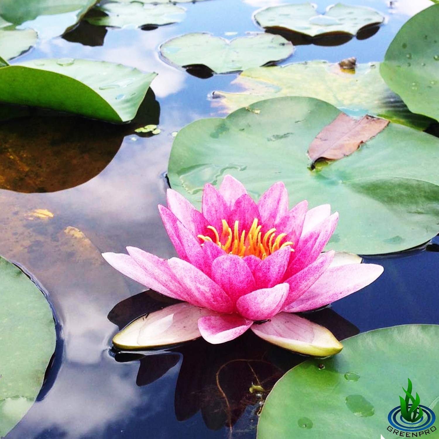 Nymphaea Attraction Red Hardy Water Lily Tuber Rhizome - Live Aquatic Pond Plants for Water Gardens | Perfect for Ponds, Lakes & Backyard Water Features