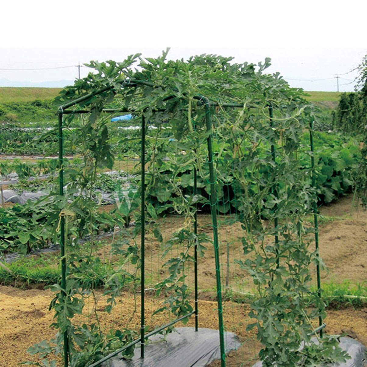 DOITOOL 3-Pack Garden Netting for Petunias & Climbing Vines - Durable Plant Support Mesh for Vertical Gardening, Trellis Net for Flowers, Vegetables, and Fruits - Perfect for Backyard, Balcony, and Greenhouse Use