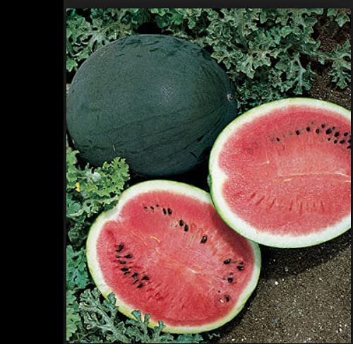 Bush Sugar Baby Heirloom Watermelon Seeds - Non-GMO, Small & Sweet (25-100 Count) - Perfect for Home Gardens, Container Planting & Fresh Summer Snacks