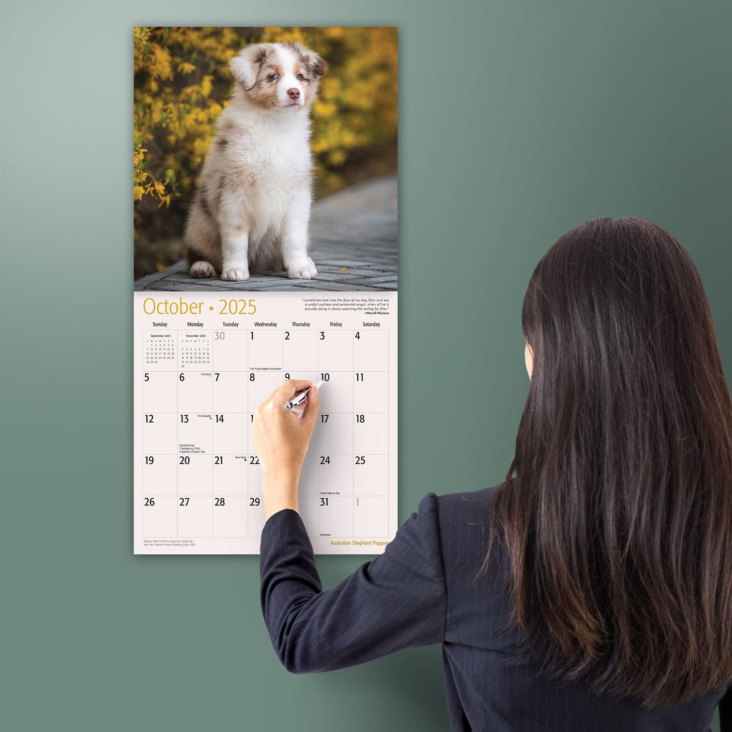 MICASA PRESS - 2025 Australian Shepherd Puppies Wall Calendar | 12