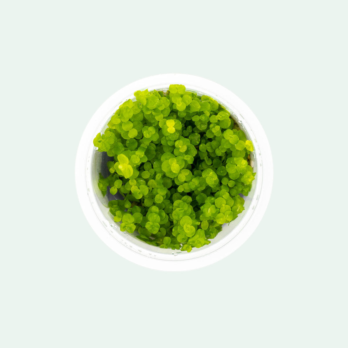 Micranthemum Umbrosum - Live Aquatic Plant for Freshwater Aquariums | Perfect for Aquascaping, Shrimp Tanks & Nano Tanks