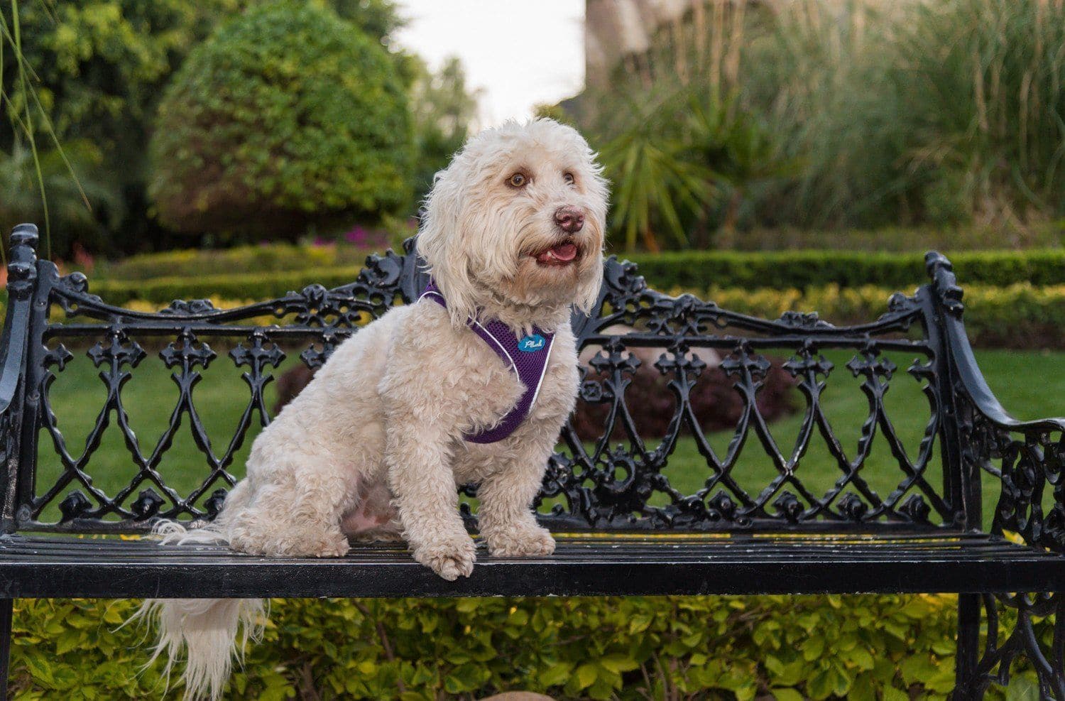 **Air Mesh Dog Harness Vest - Soft Plush & Breathable for Small Medium Large Dogs - Blue Aqua Color - Perfect for Walking, Hiking & Outdoor Adventures**