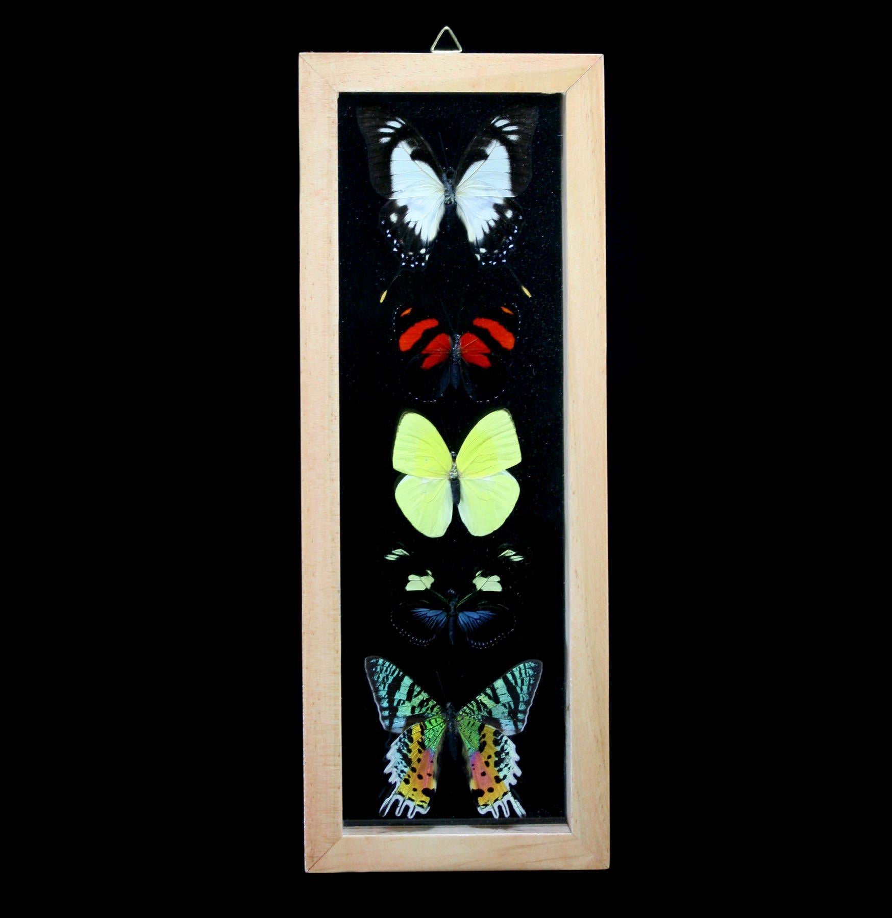 5-Piece Double Glass Framed Butterfly Collection - Realistic Mixed Species Display for Home Decor, Wall Art & Gift Ideas