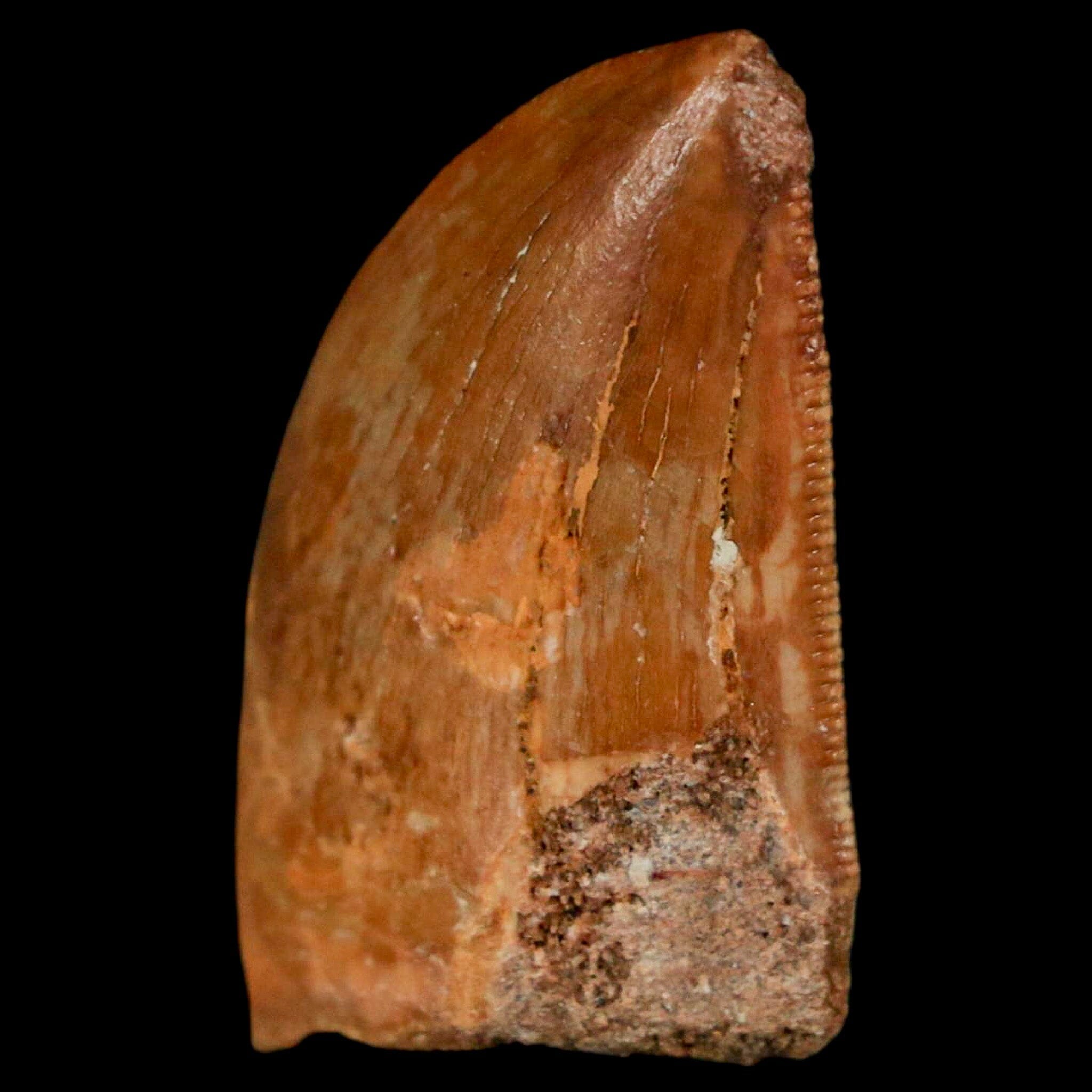 Authentic Carcharodontosaurus Dinosaur Fossil Tooth from Cretaceous Period - Morocco Origin with COA - Perfect for Paleontology Enthusiasts & Home Display