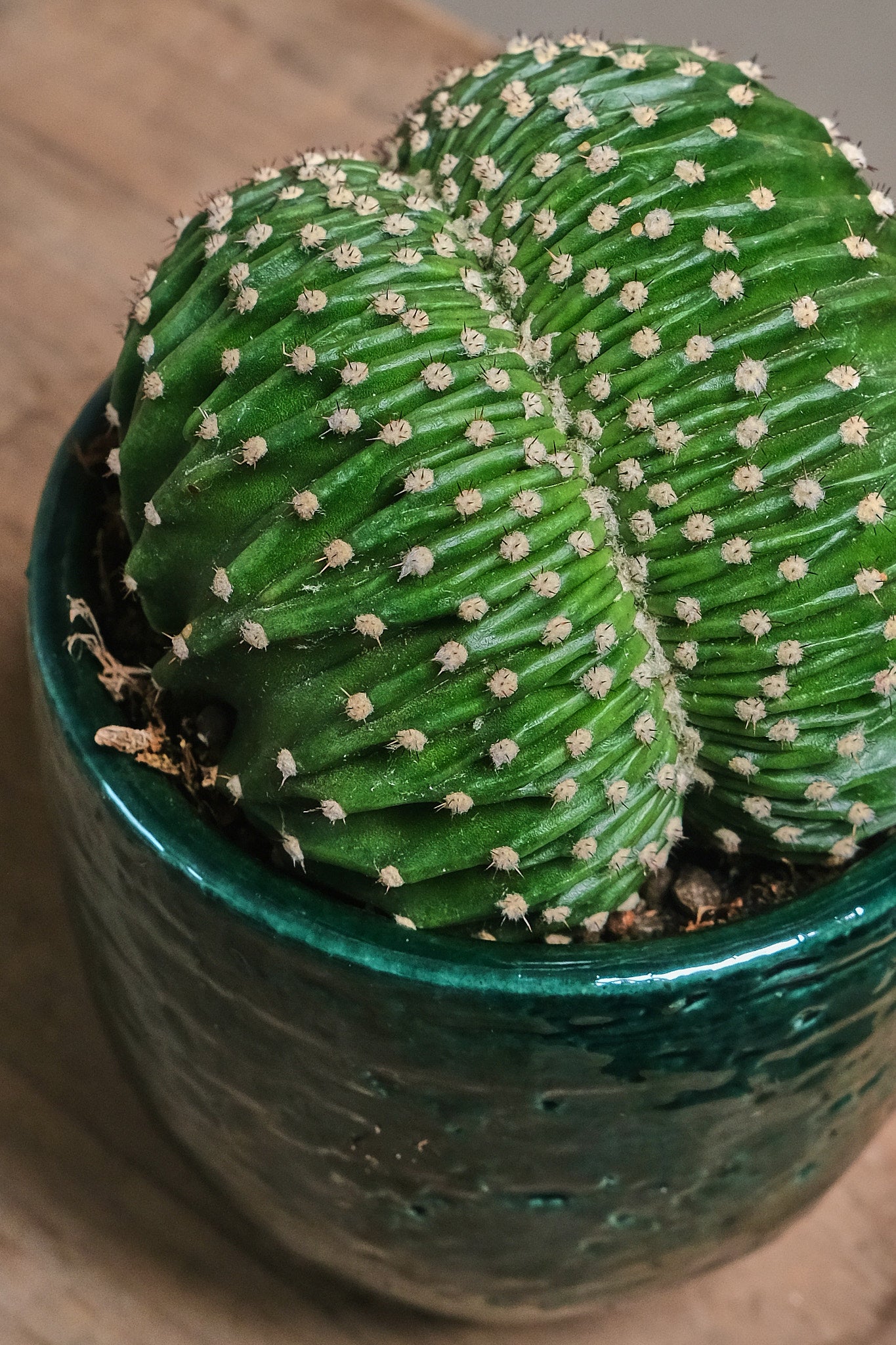 Echinopsis Eriesii Cristata - Rare Crested Cactus for Sale | Unique Succulent for Home Decor, Office Desk & Garden Collection