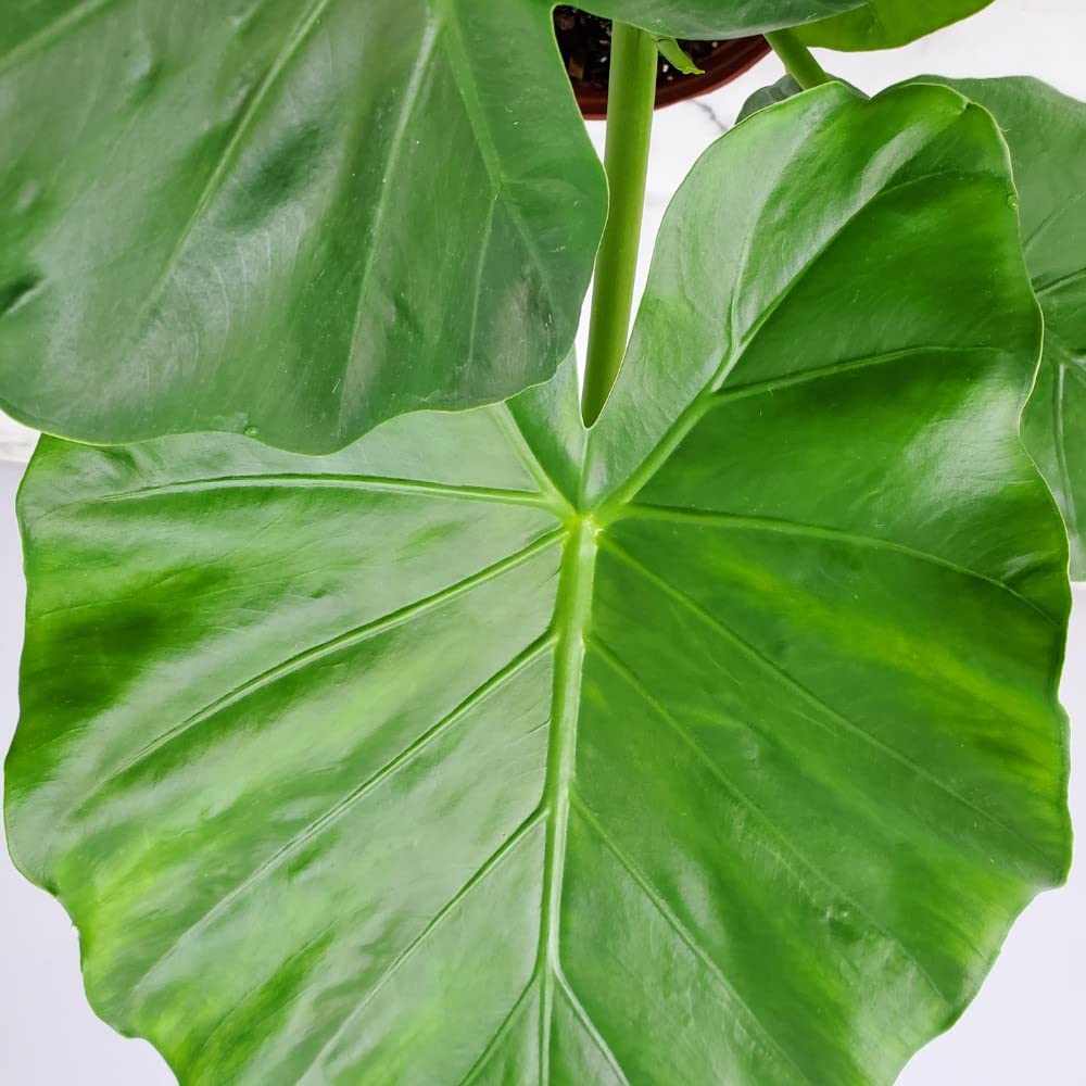 Alocasia Borneo Giant Elephant Ear Plant - Large Tropical Foliage Houseplant in 3 Gallon Pot (28-34