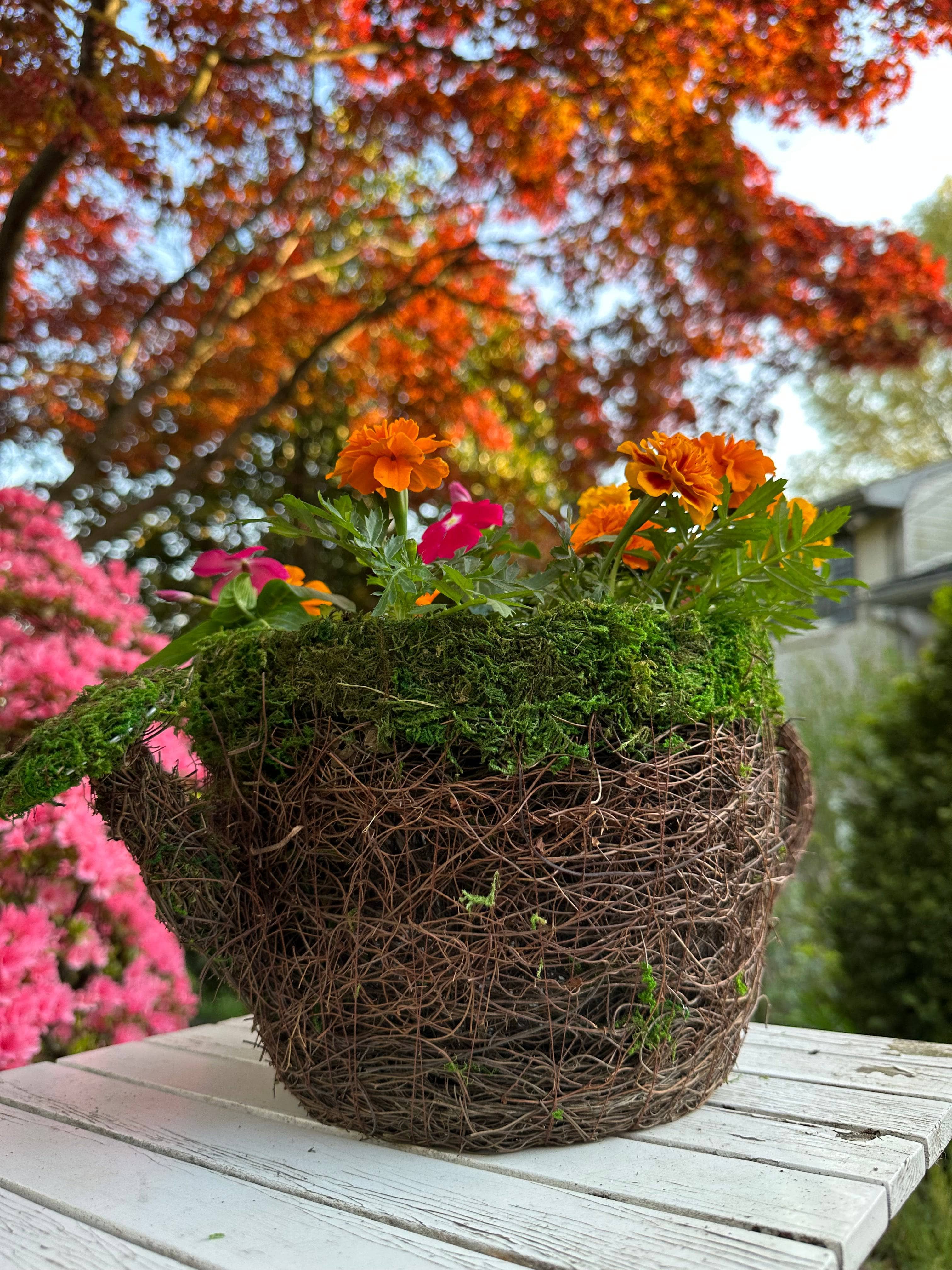 Premium Watering Can Moss Planter - Indoor/Outdoor Garden Decor for Succulents, Herbs & Small Plants | Perfect for Home, Office & Balcony Gardening