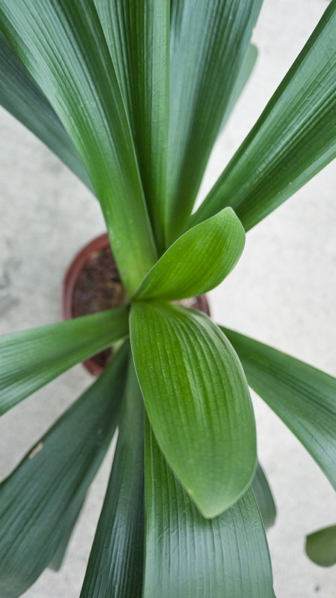 Clivia Miniata 6-Pack - Premium Indoor Flowering Plants for Home & Office Decor | Perfect for Living Rooms, Bedrooms, and Gift Giving