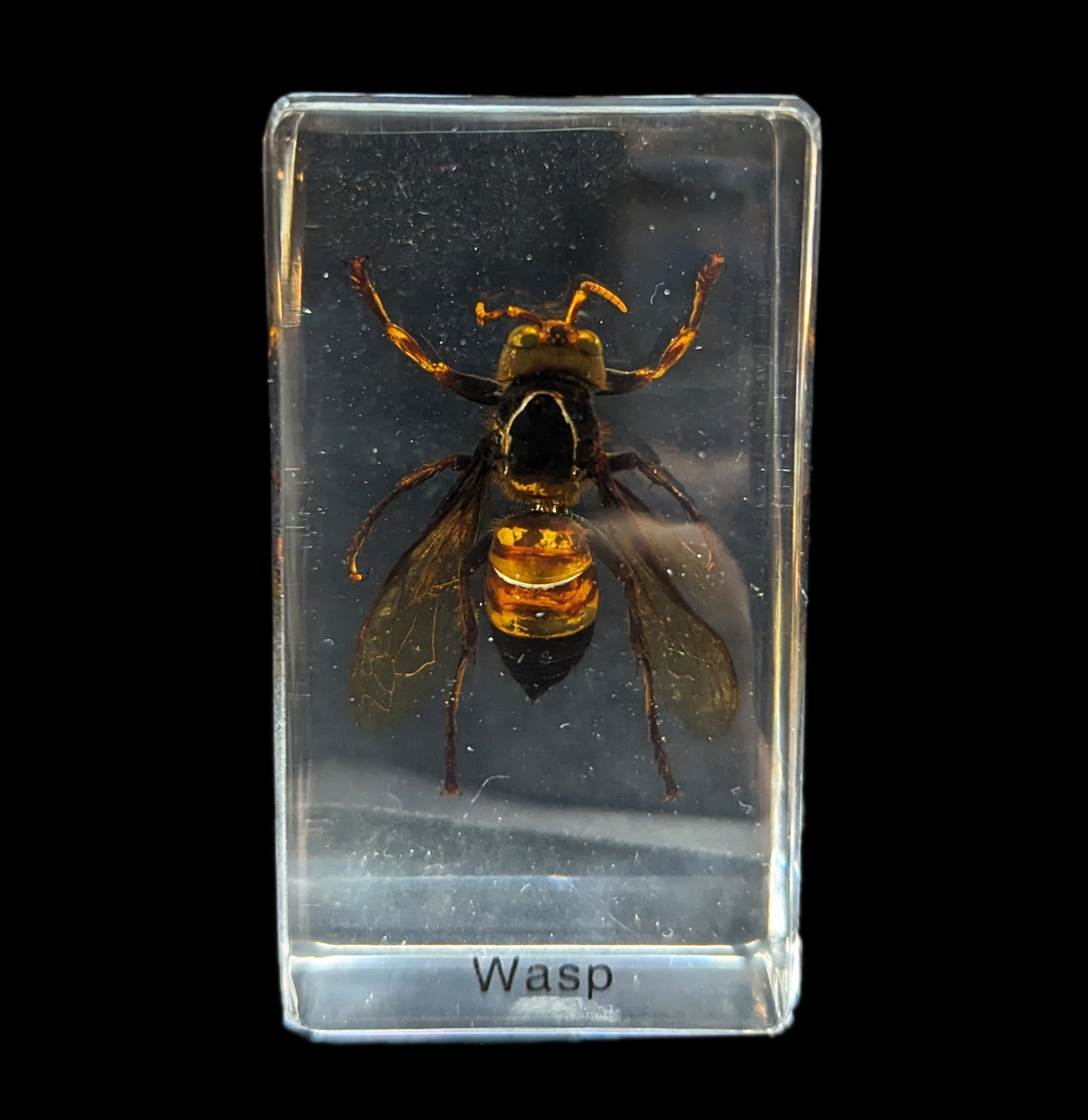 Wasp Repellent Spray - Natural & Effective Wasp Killer for Outdoor Use - Safe for Home, Garden, and Patio - Keep Wasps Away from BBQ, Picnic, and Camping Areas