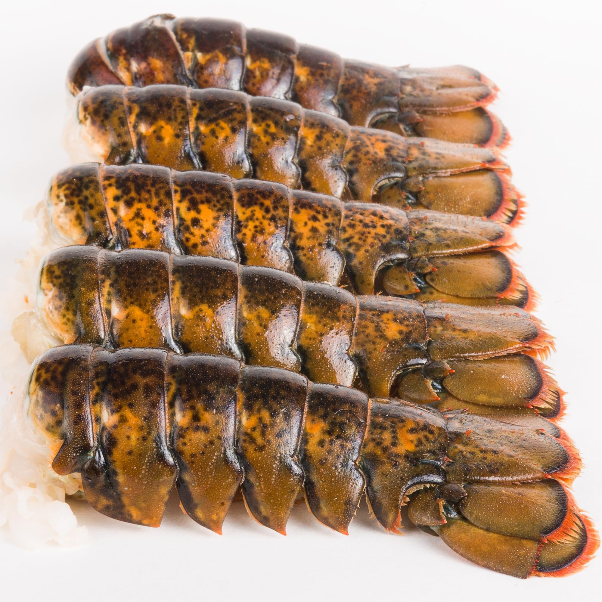 Premium Maine Cold Water Lobster Tails 10oz-12oz (10 Count) - Fresh Frozen Seafood for Gourmet Cooking, Special Occasions & Fine Dining