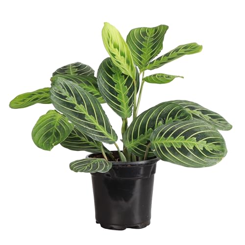 Growers Pot