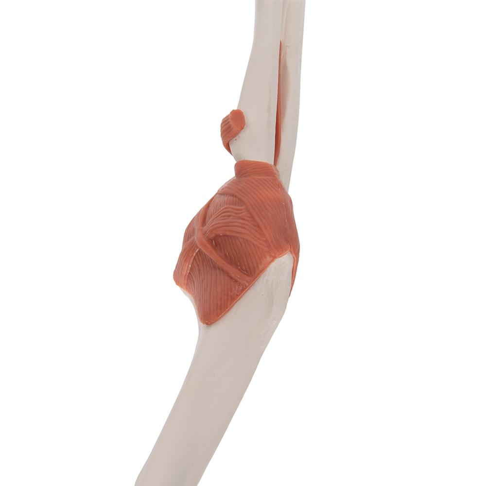 Functional Elbow Joint Model - Anatomical Medical Demonstration Tool for Students & Professionals | Ideal for Classroom, Lab & Physical Therapy Training