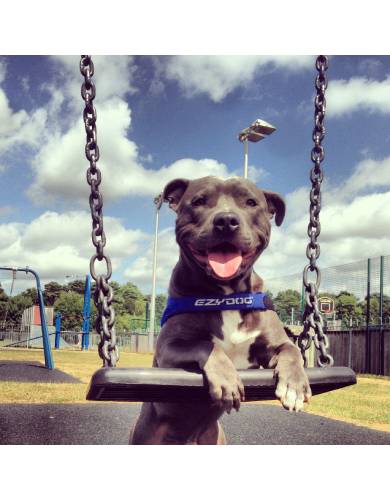 EzyDog Quick Fit Dog Harness - Adjustable & Padded for Comfort (6 Sizes) - Perfect for Walking, Running & Outdoor Adventures with Your Pet