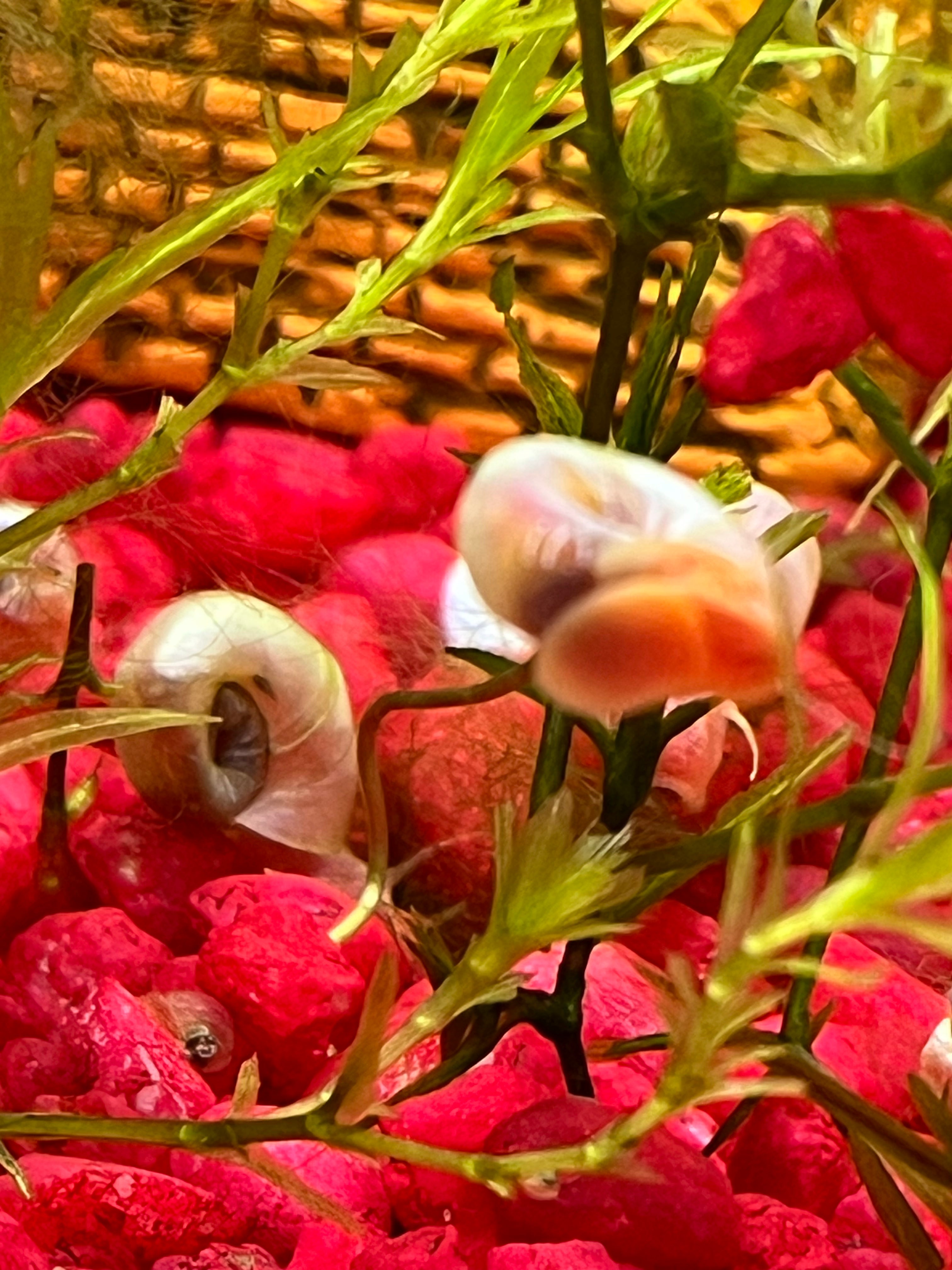 7 Live Ramshorn Snails for Aquarium – Natural Algae Eaters & Tank Cleaners | Freshwater Snails for Fish Tank | Low Maintenance Aquatic Pets | Perfect for Planted Tanks & Nano Aquariums