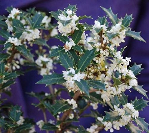 Fragrant Princess Dwarf Tea Olive (Osmanthus 'Kaori Hime') - Live Plant in Quart Pot - Perfect for Small Gardens, Patios & Indoor Decor
