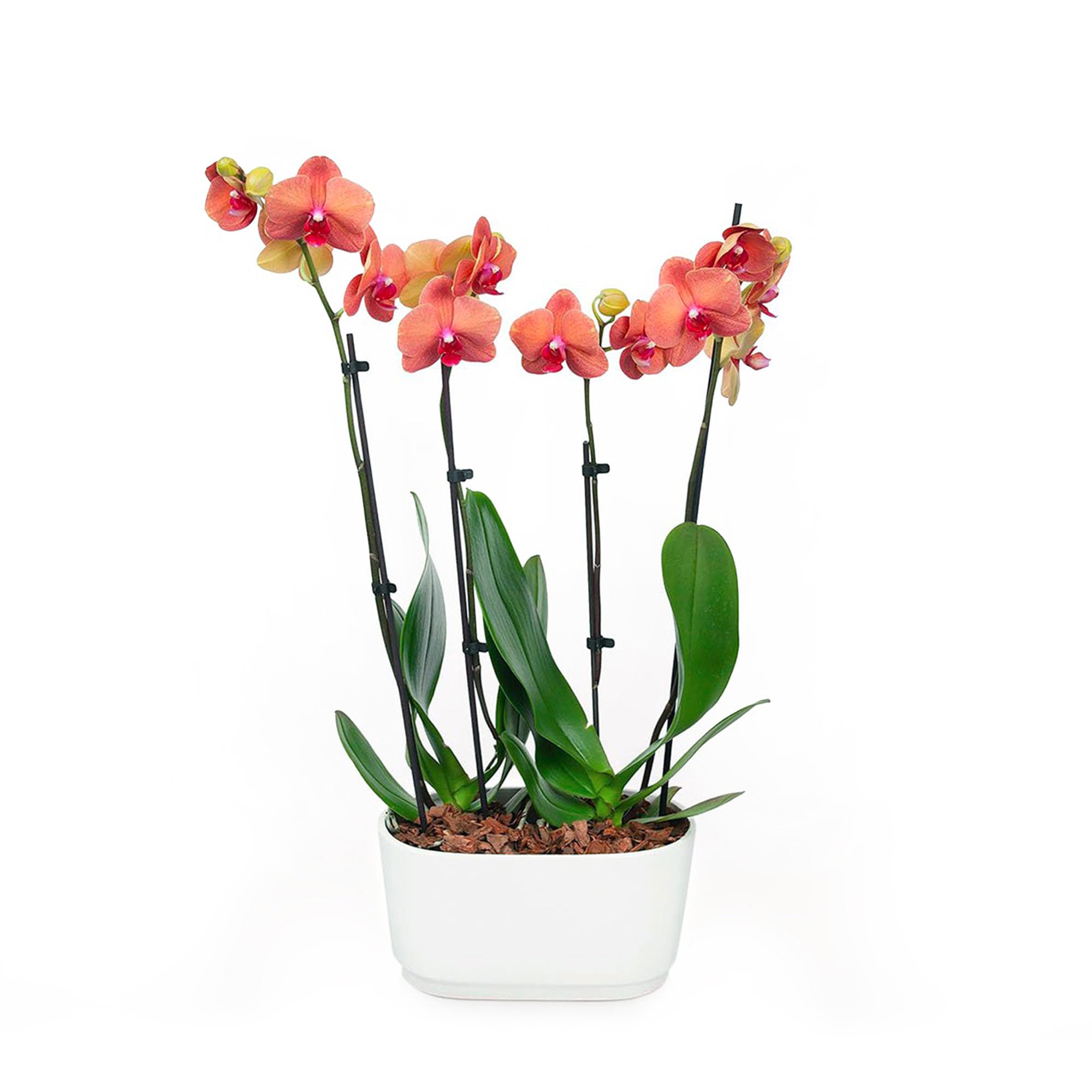 Fresh Barcelona Orchid Duo - Low Maintenance Indoor Plants for Home & Office Decor - Perfect Gift for Birthdays, Anniversaries & Weddings - Easy Care Live Plants Delivery