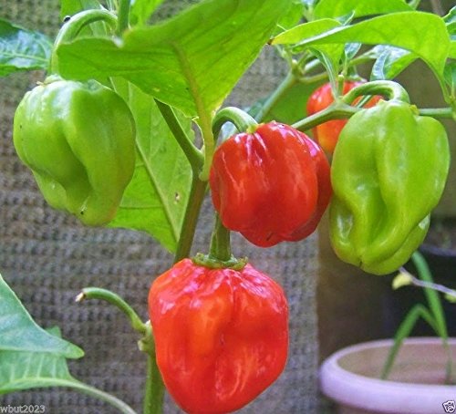 Barbados Hot Pepper Seeds (Bonney Pepper) - C.chinense Heirloom Non-GMO Organic Spicy Pepper Seeds for Planting - Perfect for Home Gardens, Hot Sauces & Caribbean Cuisine