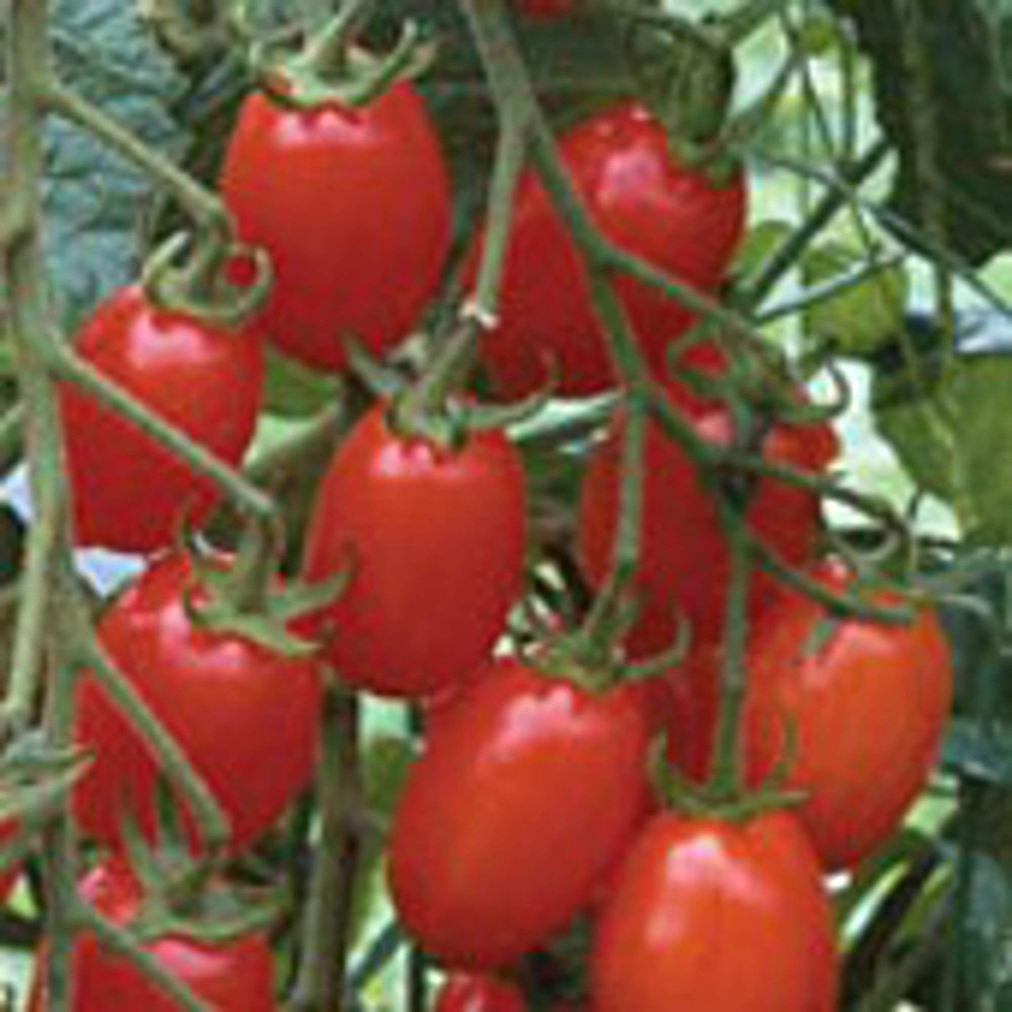 Non-GMO Grape Tomato Seeds (20+ Seeds) - Organic Vegetable & Fruit Seeds for Planting | Home Garden, Greenhouse, Indoor & Outdoor Gardening | Fresh Salad, Salsa & Cooking Ingredients