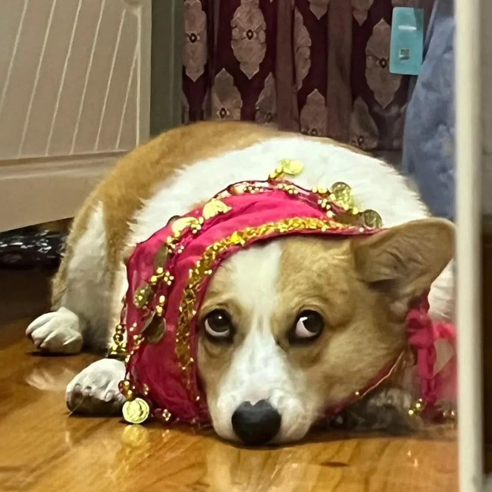 Corgi Dog Costume - Belly Dancer Skirt with Sequin Waist Chain & Butt Curtain, Passionate Puppy Hip Scarf for Shaking Dance, Perfect for Halloween, Parties, and Pet Performances