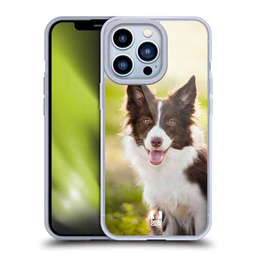 Brown Border Collie In Summer