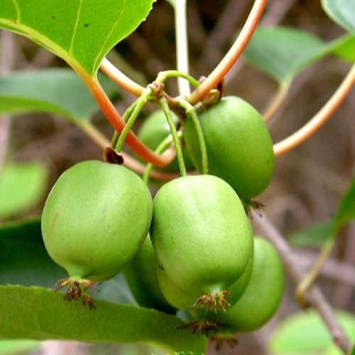Issai Kiwi Live Fruit Plant Vine - Self-Fertile Actinidia Arguta - Hardy Perennial Vine for Home Gardens, Backyard Orchards & Edible Landscaping