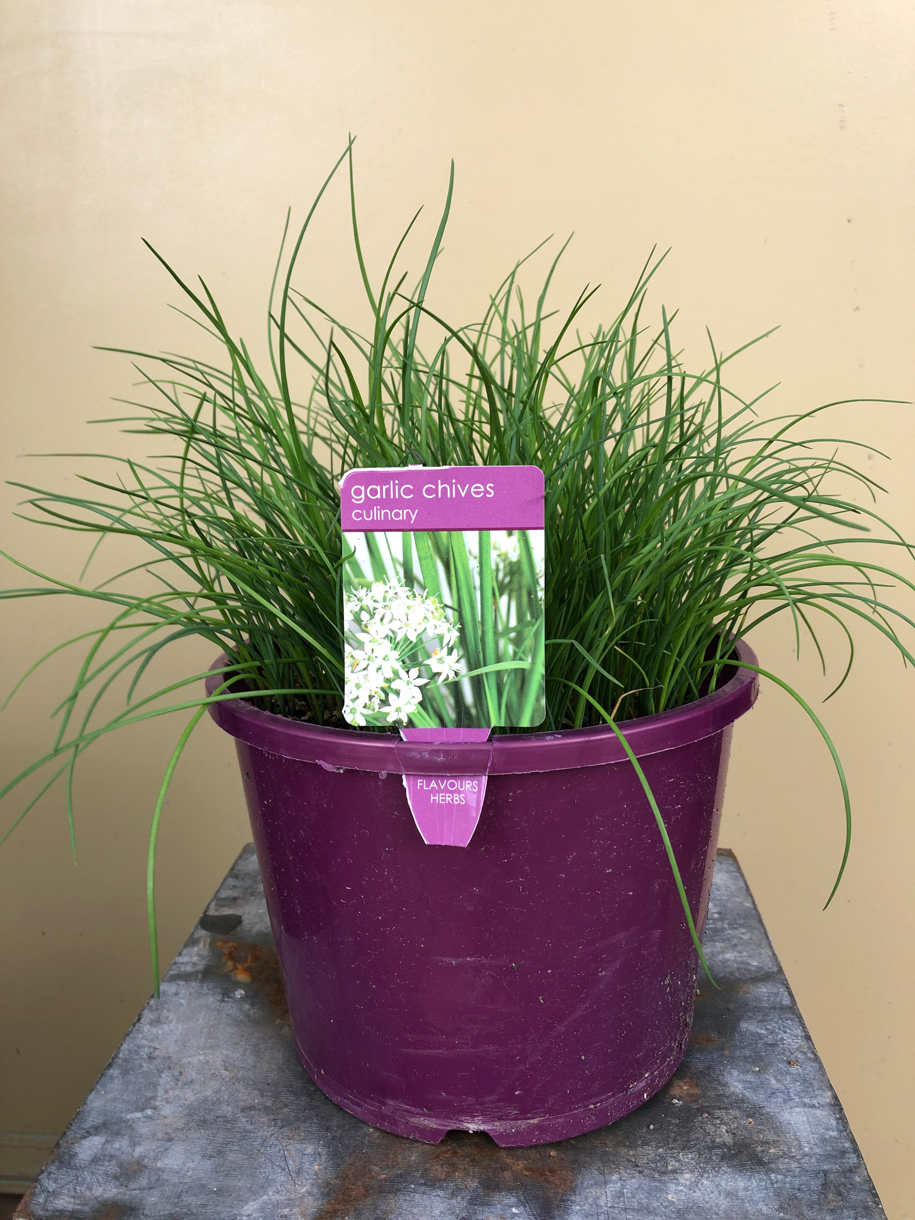Fresh Chives & Garlic Bundle - Organic, Non-GMO, Homegrown Herbs for Cooking, Seasoning & Garnishing - Perfect for Soups, Salads, Pasta & More