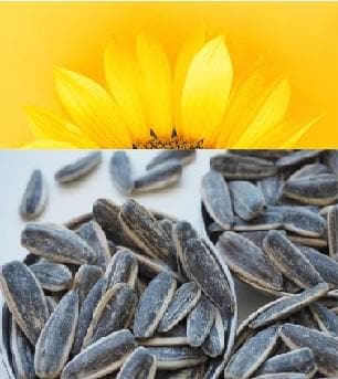 Premium Roasted Sunflower Seeds - Lightly Salted, 16oz (454g) Snack Pack | Healthy On-the-Go Snacks for Office, Hiking & Road Trips