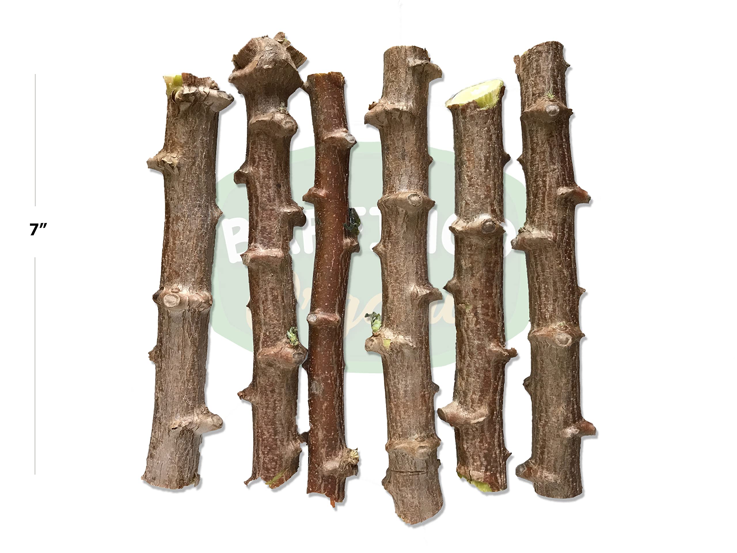Organic Cassava Cuttings (Manihot esculenta) - Healthy Yuca Tapioca Tree for Planting - Non-GMO, Easy to Grow - Perfect for Home Gardens, Urban Farming & Sustainable Agriculture (6-Pack) by BAFFINCO ORGANIC