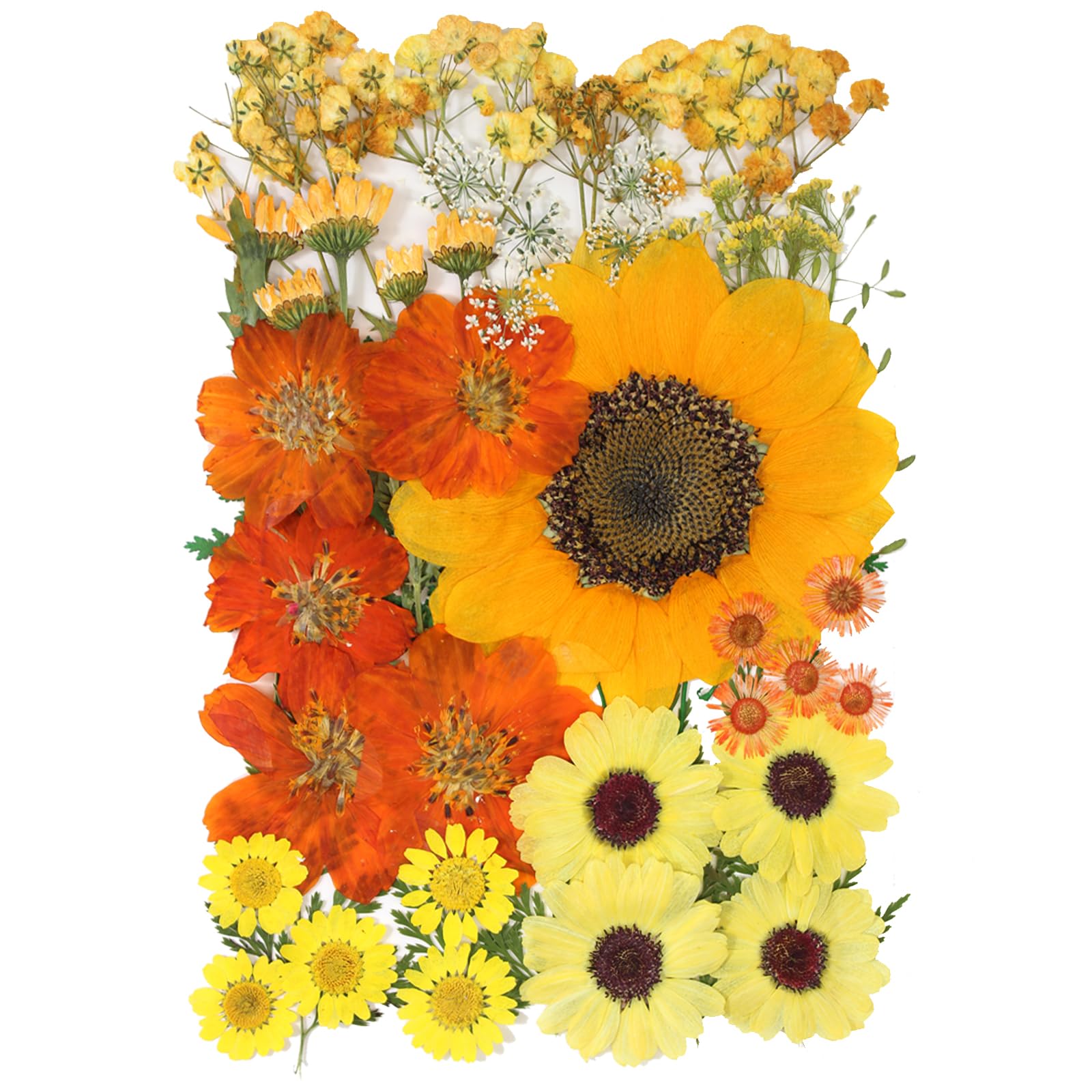 50 Pcs Natural Dried Pressed Flowers & Leaves Kit for Resin Art, DIY Crafts, Candle & Soap Making - Perfect for Christmas Gifts, Nail Decor & Home Decoration