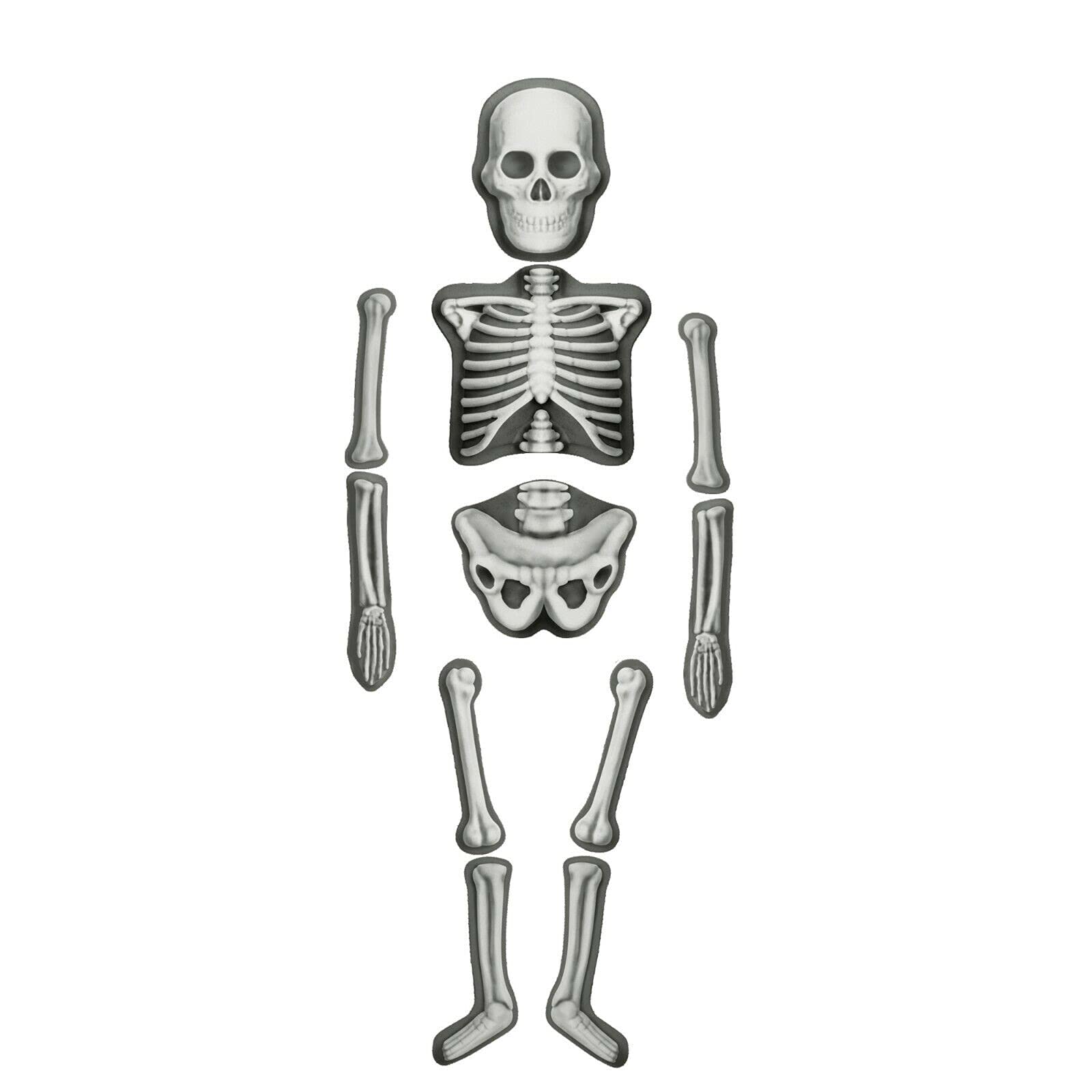 House of Marbles DIY Mold & Paint Human Skeleton Kit - Educational Science Craft for Kids, Halloween Decor & Classroom Activities - Perfect for STEM Learning & Creative Art Projects
