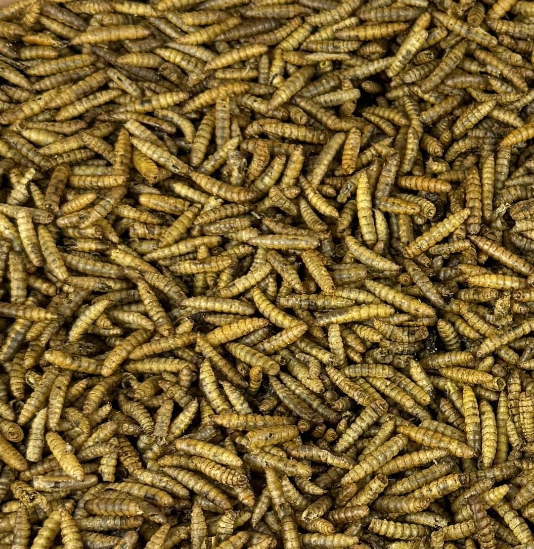 Premium Feeders Dried Black Soldier Fly Larvae - 11lb High Protein & Calcium Natural Pet Food - Healthy Treats for Chickens, Ducks, Birds, Quail, Turtles & Fish - Perfect for Poultry Feeding, Wild Bird Attraction & Aquatic Nutrition