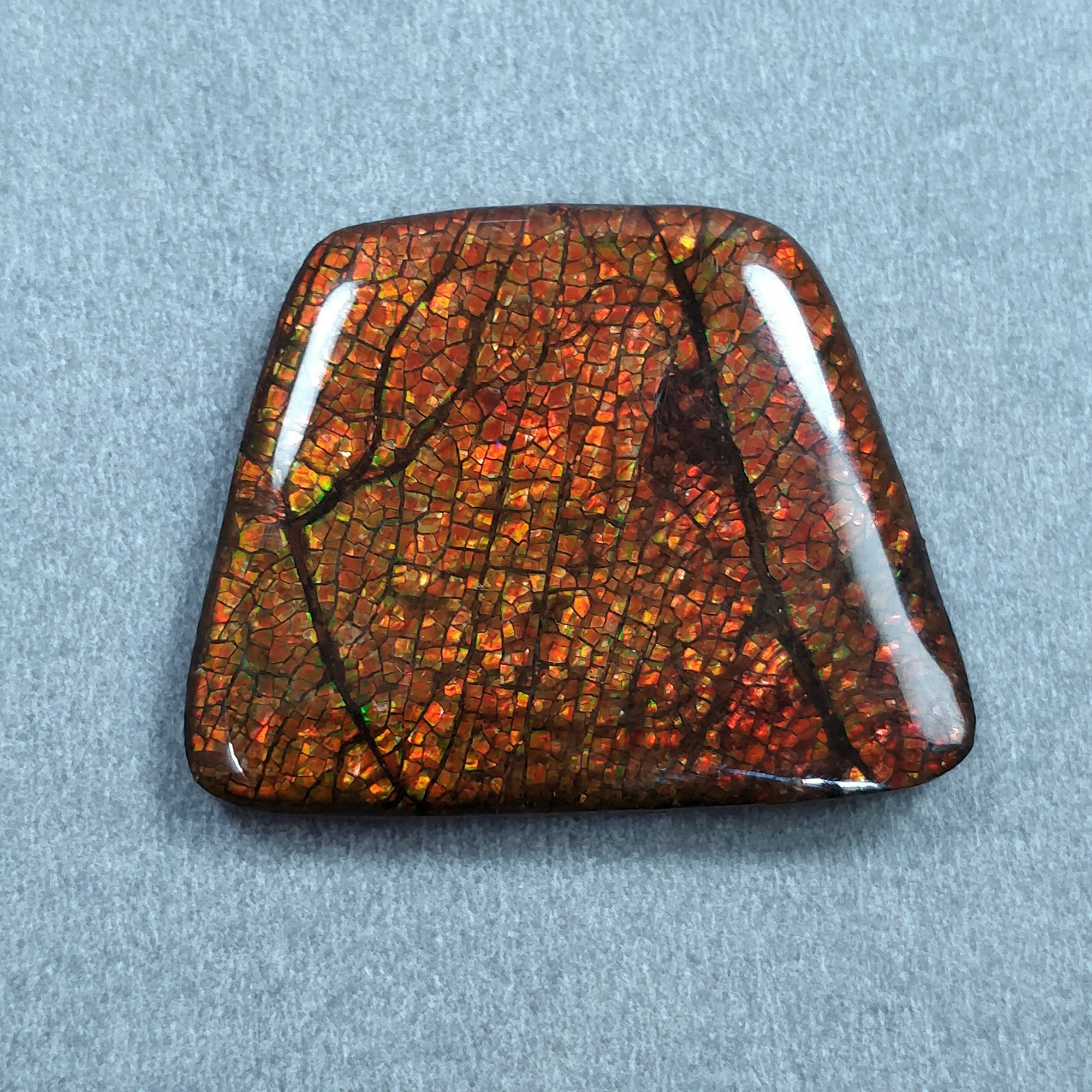 Natural AMMOLITE Gemstone Cabochon - 56.90cts Bi-Color Fossilized Shell Trapezoid Shape (29x36mm) for Jewelry Making | Rare Collectible Stone with Video | Perfect for Rings, Pendants & Earrings