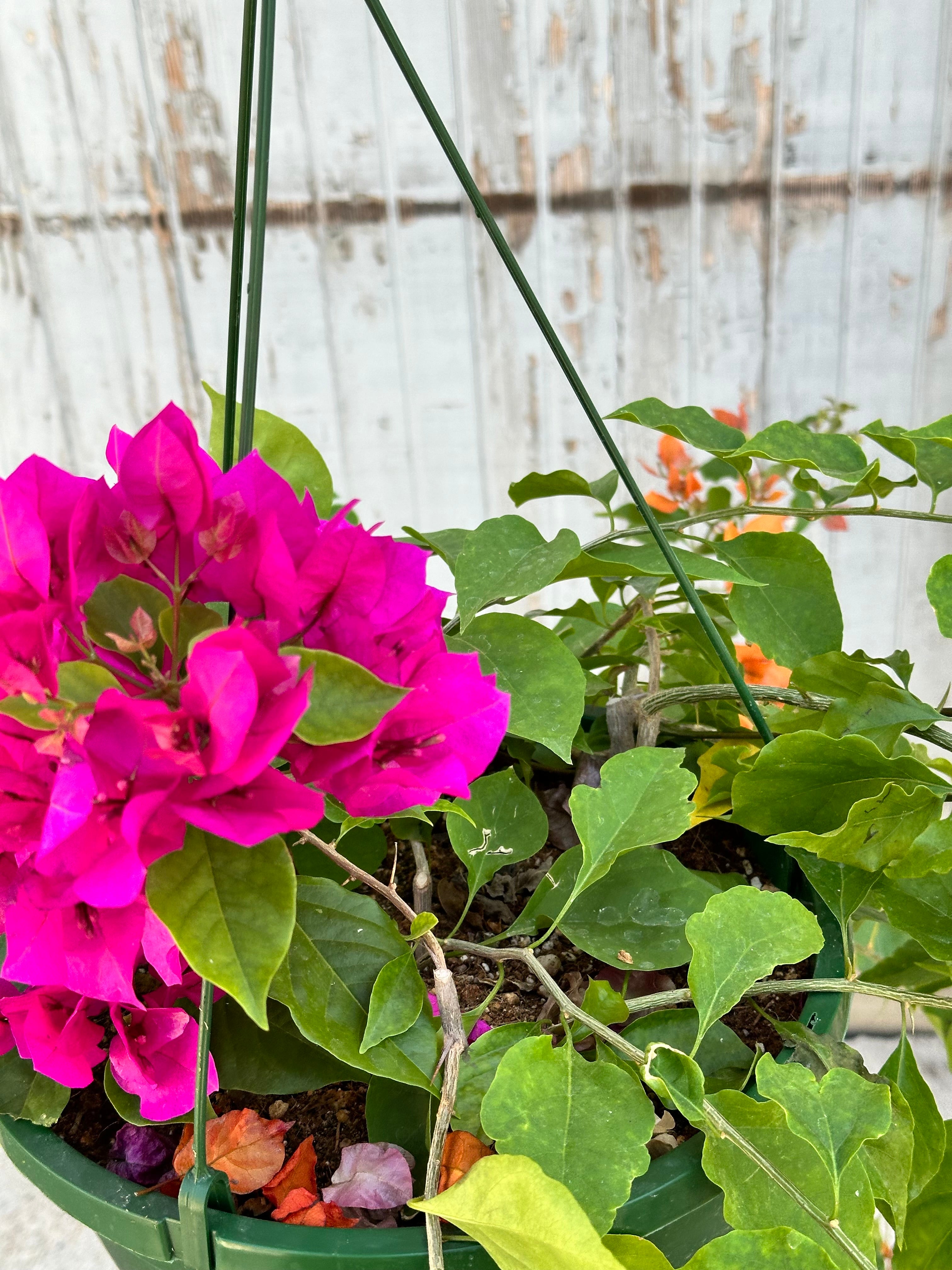 Bougainvillea Plant - 10 Inch Potted Flowering Vine for Outdoor Garden Decor, Patio Landscaping & Tropical Home Gardening