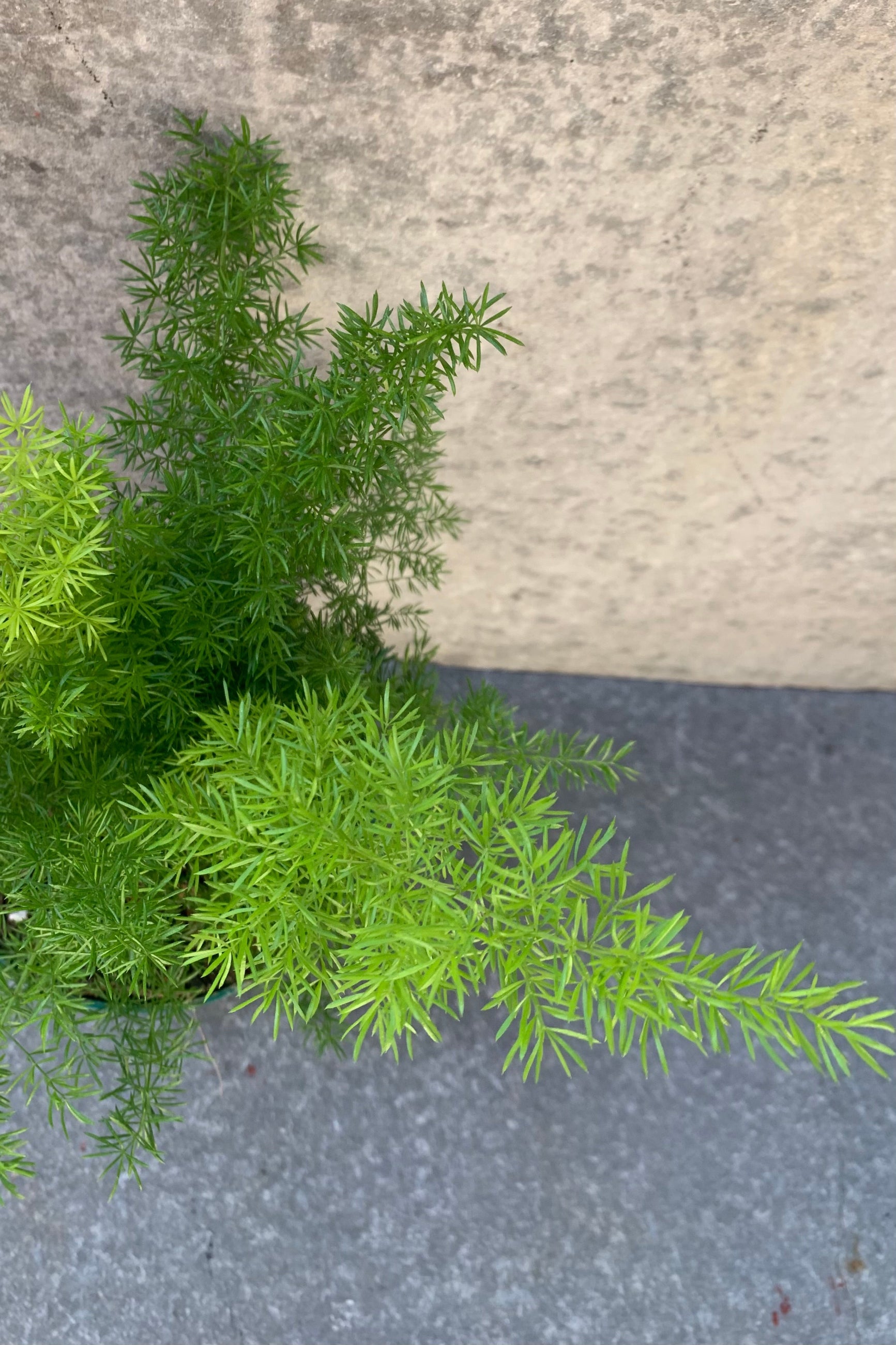 Buy Asparagus Fern 'Myersii' - 6
