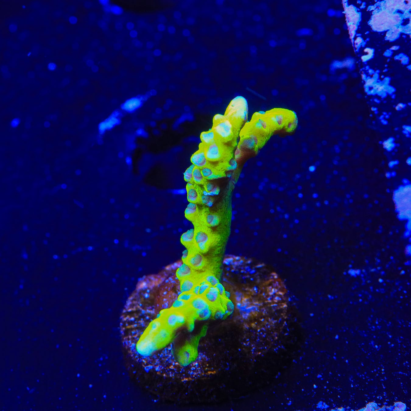 CB The Thing Anacropora Coral - Premium Live Coral for Saltwater Aquariums | Perfect for Reef Tanks & Marine Displays