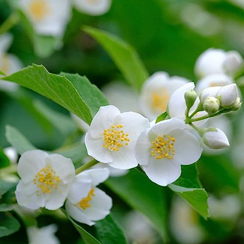 Jasmine
