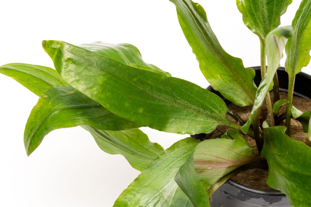 Cryptocoryne Petchii Live Aquarium Plant - Easy Care Freshwater Aquatic Plant for Fish Tanks, Aquascaping & Low Light Aquariums