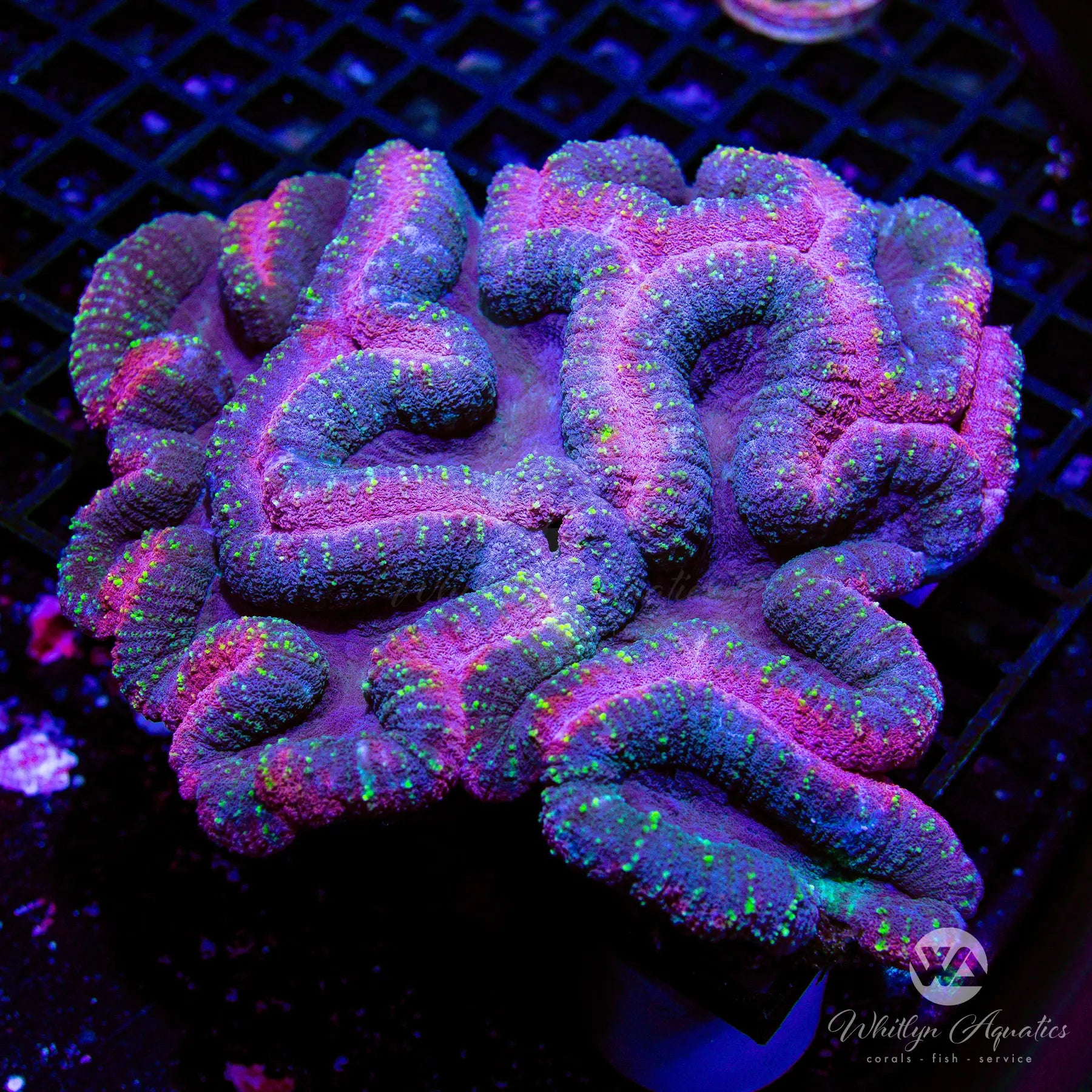 C51 XXL Barney Lobo Colony (~7