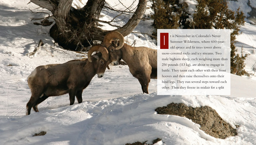 Bighorn Sheep Book - ISBN 9781608185641 - Wildlife Education & Nature Exploration for Outdoor Enthusiasts