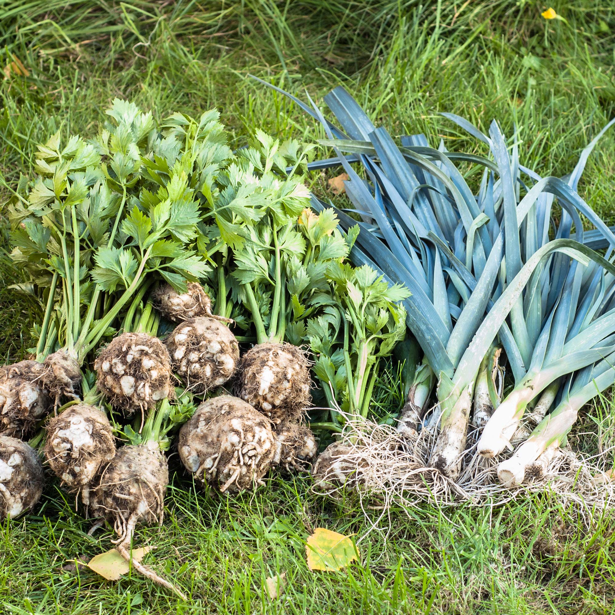 Giant Musselburgh Leek Seeds - 4 Oz (~44,000 Seeds) | Allium porrum | Non-GMO Heirloom Open-Pollinated Annual Vegetable Seeds for Farm, Garden & Microgreens | Perfect for Soups, Stews & Fresh Salads