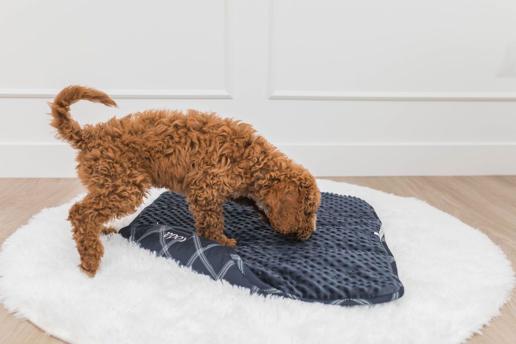 Blair Mini Blanket - Soft & Cozy Travel Blanket for Adults & Kids - Perfect for Airplane, Car, Office & Home Use