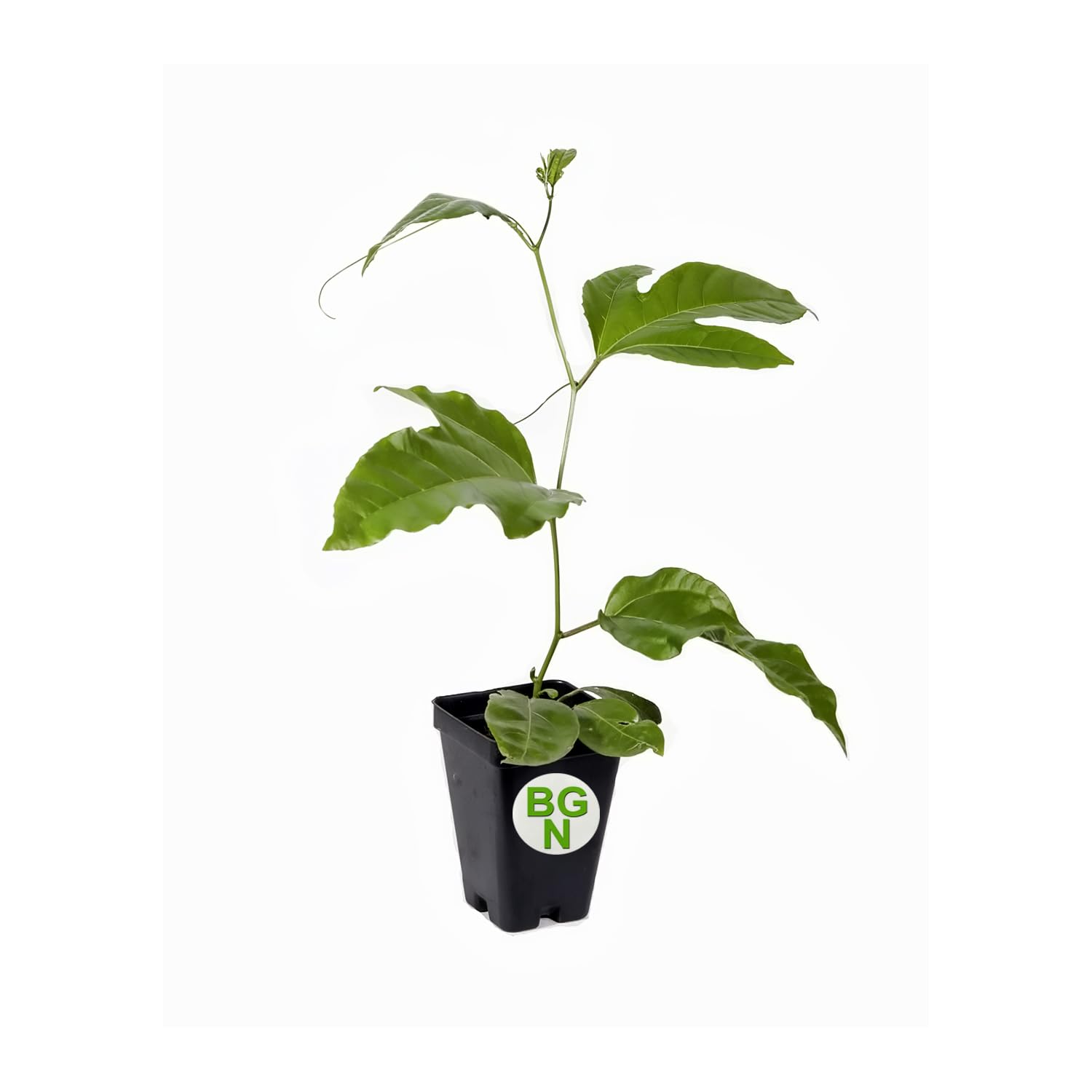 Passiflora 'Frederick' Edible Purple Passion Flower Fruit Vine - Live Tropical Plant for Home Garden | Grow Your Own Exotic Fruits | Perfect for Landscaping, Backyard Orchard & Fresh Smoothies