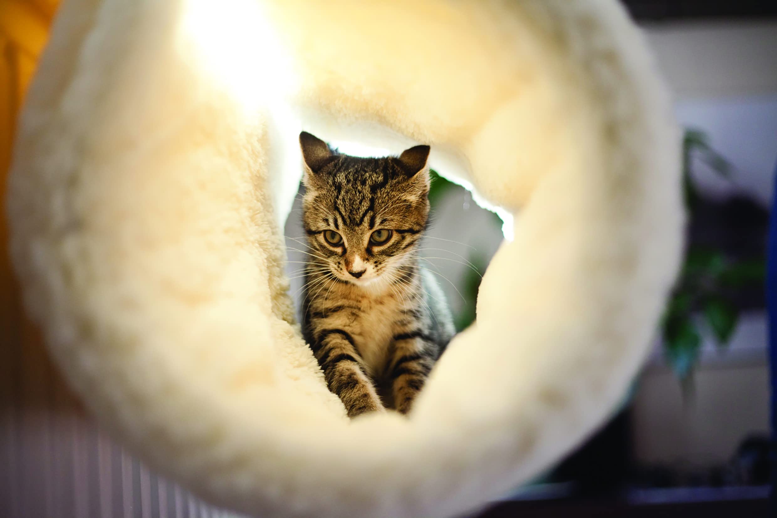 Premium Natural Sisal Cat Scratcher & Luxury Plush Cat Bed - Durable Scratching Post with Cozy Sleeping Spot for Indoor Cats, Perfect for Living Room or Bedroom