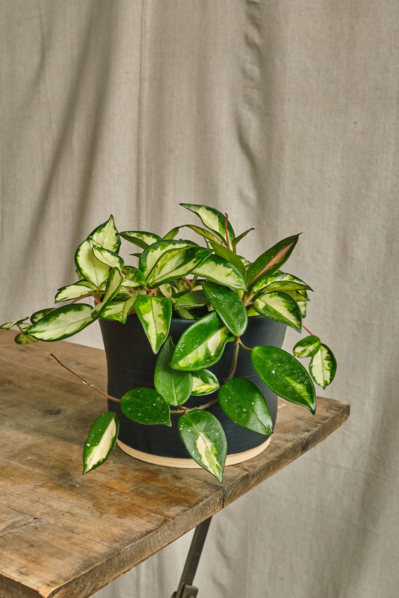 Hoya Carnosa Wax Plant - Live Houseplant for Home & Office Decor - Perfect for Hanging Baskets, Shelves, and Indoor Gardens