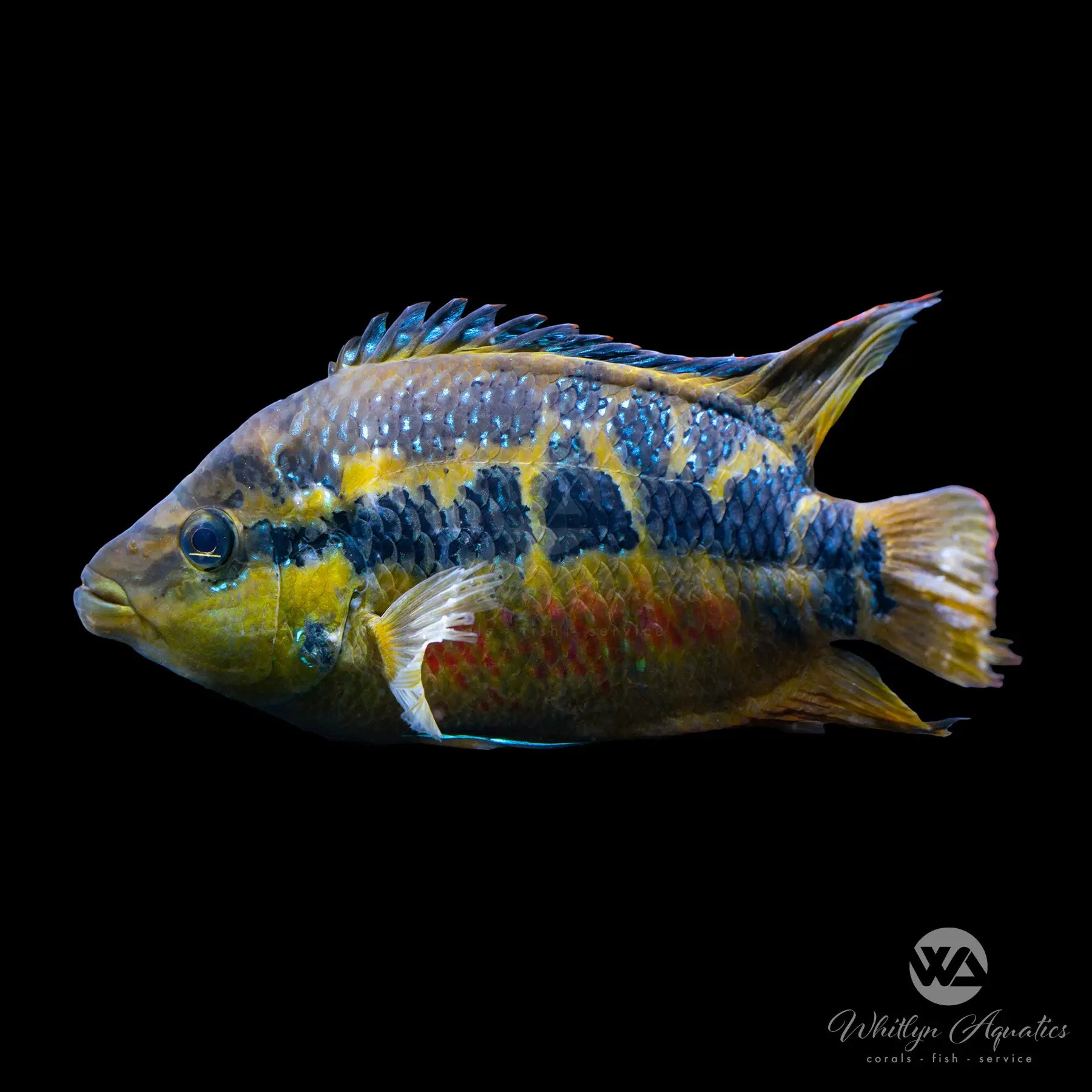 Salvini Cichlid Fish - Cichlasoma Salvini for Freshwater Aquariums | Vibrant Tropical Fish for Home & Office Aquarium Tanks