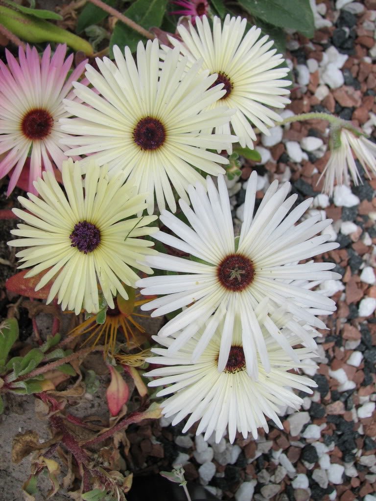 100 Gelato White ICE Plant Mesembryanthemum Daisy Livingstone Flower Seeds - Drought Tolerant Ground Cover for Sunny Gardens, Rock Gardens & Xeriscaping