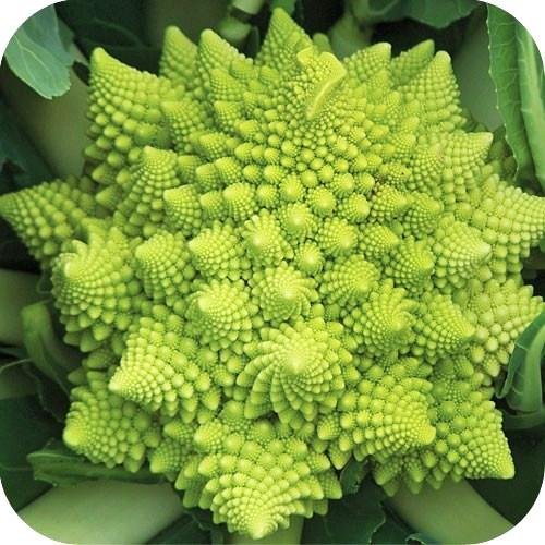 Broccoli Romanesco Heirloom Seeds - 1 Lb Bulk Pack by Seed Kingdom | Non-GMO Cauliflower Alternative for Home Gardening & Organic Farming
