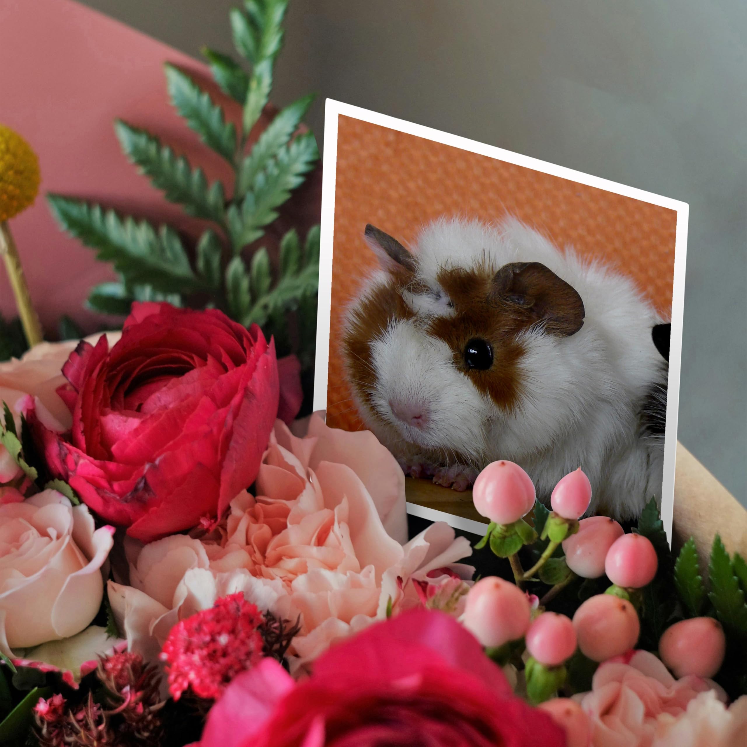 Baby Guinea Pig on Pumpkin Greeting Card - Cute Animal Photography by Angelandspot - Perfect for Birthdays, Holidays & Special Occasions